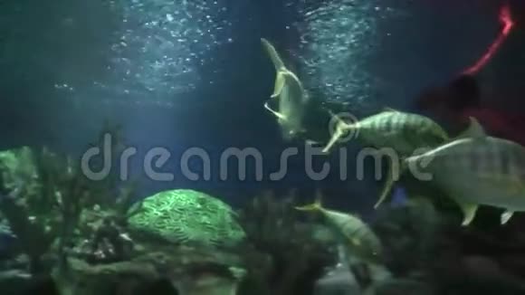 鲨鱼漂浮在水族馆里慢动作视频的预览图