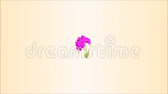 视频动画无缝环枝兰蝴蝶兰紫花叶热带植物茎复古视频的预览图