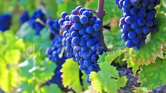 葡萄园排着一串串成熟的红酒葡萄视频的预览图
