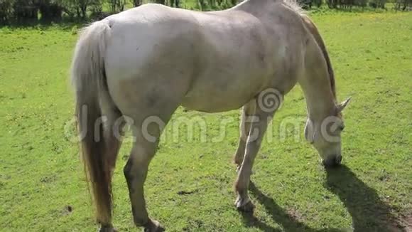 夏日苏格兰田野里的一匹马高清镜头视频的预览图