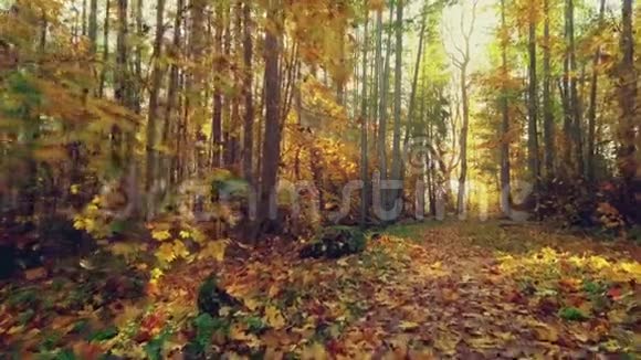 秋天的公园小径上有阳光视频的预览图