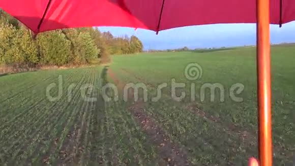 农民的身影笼罩在农业麦田和红伞上视频的预览图