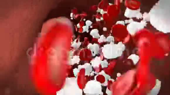 血液中的血细胞白细胞血小板视频的预览图