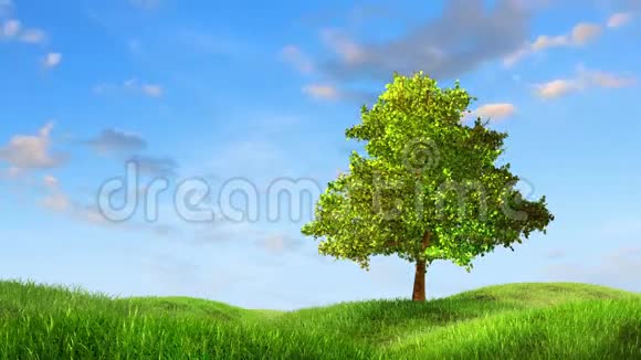 树在树上视频的预览图