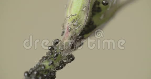 蚜虫在茎上爬行而其他人正在睡觉FS7004KRAW奥德赛7Q视频的预览图