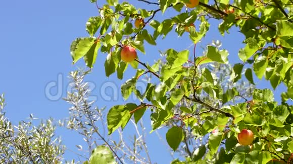 晴天树枝上的杏果视频的预览图