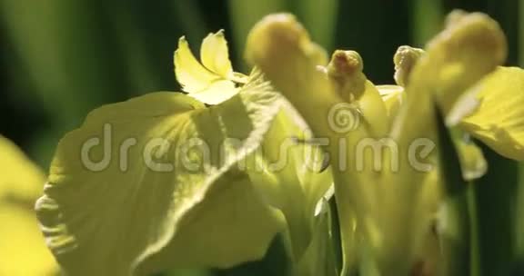 一朵黄色的虹膜花的花瓣在微风中摇曳FS7004KRAW奥德赛7Q视频的预览图