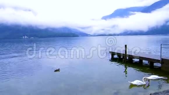 奥地利哈尔斯塔特美丽平静的多云湖有小港口和天鹅视频的预览图