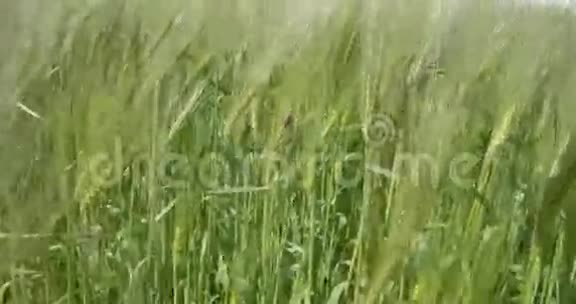仔细观察绿色大麦植物与昆虫FS7004KRAW奥德赛7Q视频的预览图