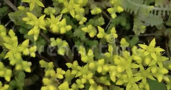 石科植物FS7004KRAW奥德赛7Q黄花的空中造型视频的预览图