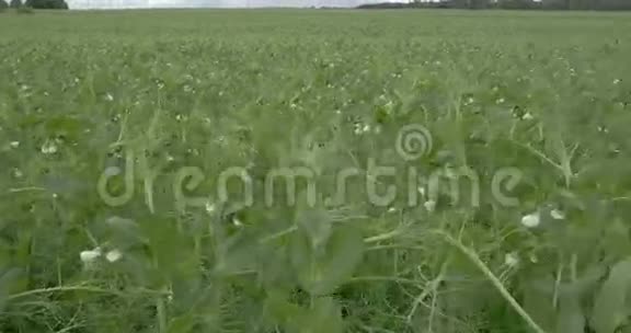 大花园豌豆植物FS7004KRAW奥德赛7Q视频的预览图