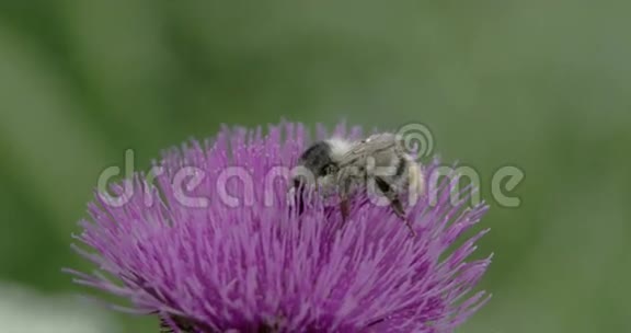 一只大蜜蜂吸吮蓟花FS7004KRAW奥德赛7Q视频的预览图
