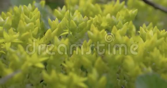 黄色血清植物FS7004KRAW奥德赛7Q花瓣的特写镜头视频的预览图