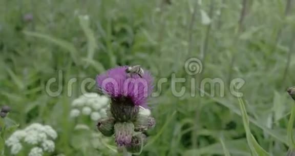 一只蜜蜂在蓟花FS7004KRAW奥德赛7Q上视频的预览图