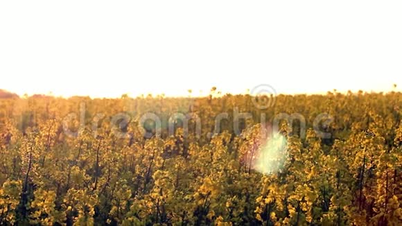 日落时分盛开的油菜地视频的预览图