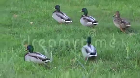 野鸟鸭子成群地在草地上散步视频的预览图