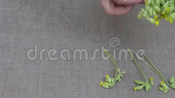草药医生把春天新鲜的牛唇医疗花放在桌子上视频的预览图