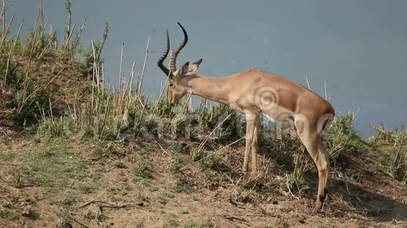 喂养黑斑羚羚视频的预览图