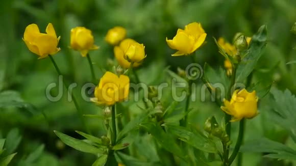 鲜艳的黄色盛开的春花鳞茎拍摄静态摄像机视频的预览图