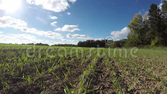 小麦种在田间时间流逝4K视频的预览图