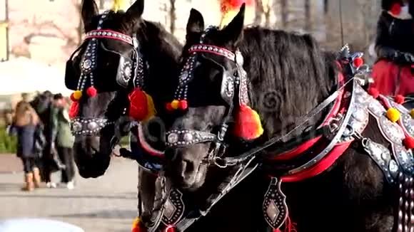 一队两匹装饰好的马骑游游客视频的预览图