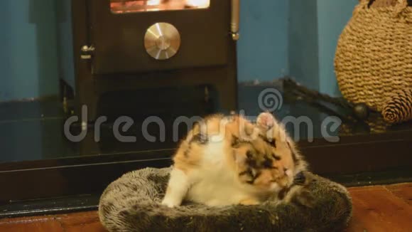 在火前洗猫视频的预览图