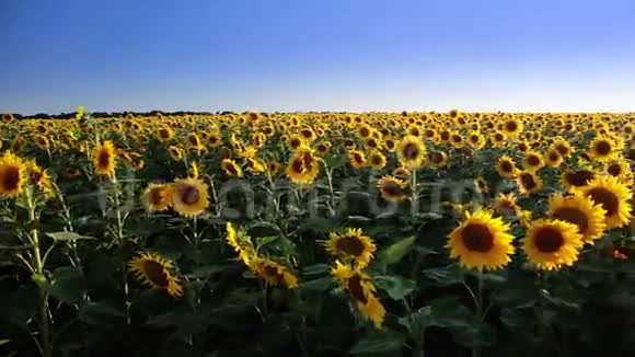 向日葵和太阳的田野全景视频的预览图