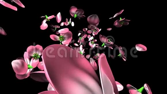 黑色背景上的粉红色花视频的预览图