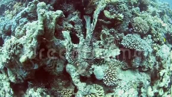 珊瑚礁上的红海狮鱼视频的预览图