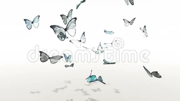 蝴蝶视频的预览图