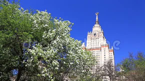 阳光明媚的春天莫斯科州立大学附近的苹果树视频的预览图