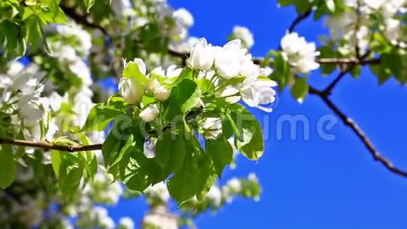 梨树枝花映蓝天视频的预览图