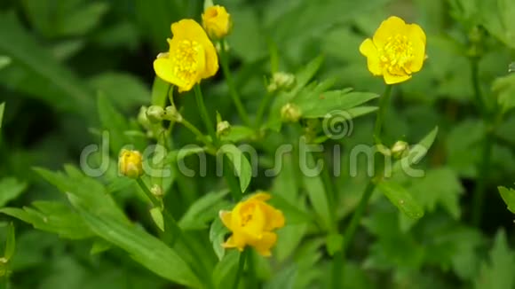 鲜艳的黄色盛开的春花鳞茎拍摄静态摄像机视频的预览图