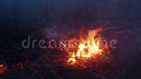 火在森林中燃烧干草夜空气被烟雾污染火特写砍伐森林的环境视频的预览图