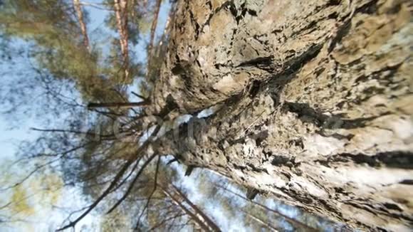仰望一棵松树进入它的树冠视频的预览图
