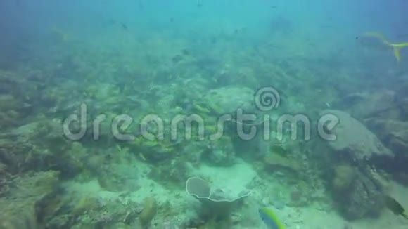 高清格式热带鱼在珊瑚礁上围绕桶海绵游泳视频的预览图
