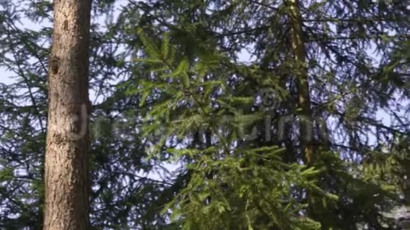 春天森林里绿松树视频的预览图