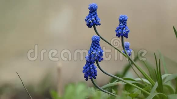 蓝色的钟形花状的多叶植物紧密地结合在一起绽放视频的预览图
