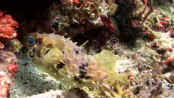 吹毛求疵的鱼撅着嘴然后吹走了海洋生物视频的预览图