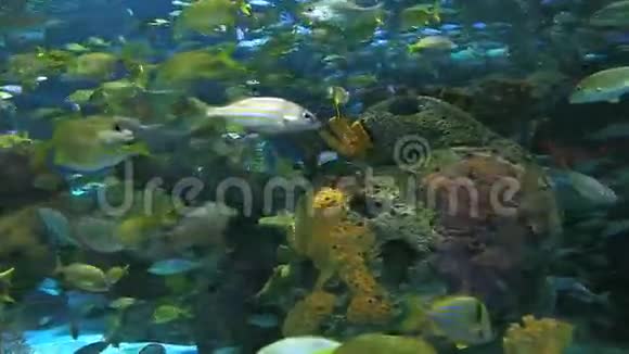 大型鱼群在珊瑚礁旁游动视频的预览图