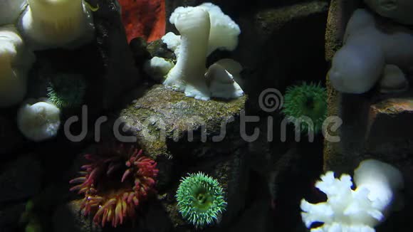 五颜六色的海葵水下场景视频的预览图