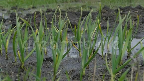 养床灌溉菜园中的大蒜植物视频的预览图