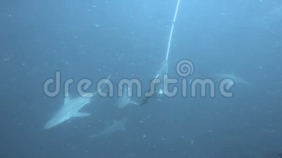 黑鳍鲨在诱饵周围游动视频的预览图
