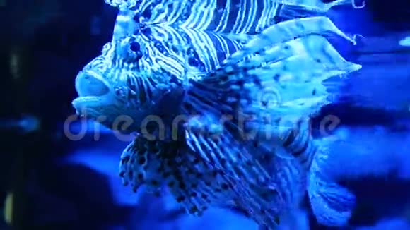 红狮子鱼是一种有毒的珊瑚鱼视频的预览图