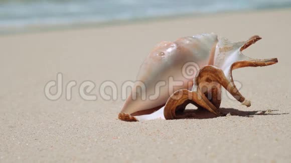 白色沙滩上美丽的贝壳视频的预览图