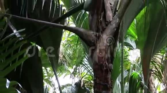 双螺母的可可德梅视频的预览图