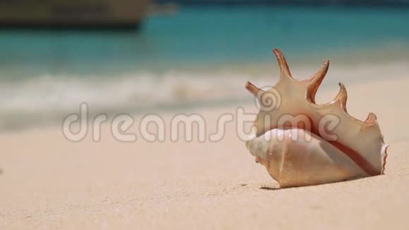 白色沙滩上美丽的贝壳视频的预览图