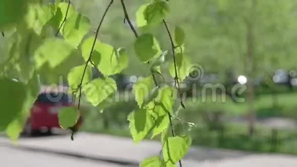 街道绿叶树阳光背光视频的预览图