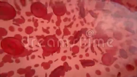 血细胞在切片中流动血管视频的预览图