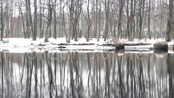 冬天的树倒在水里视频的预览图